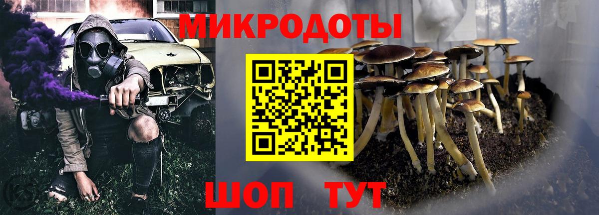 Псилоцибиновые грибы Psilocybe Гурьевск