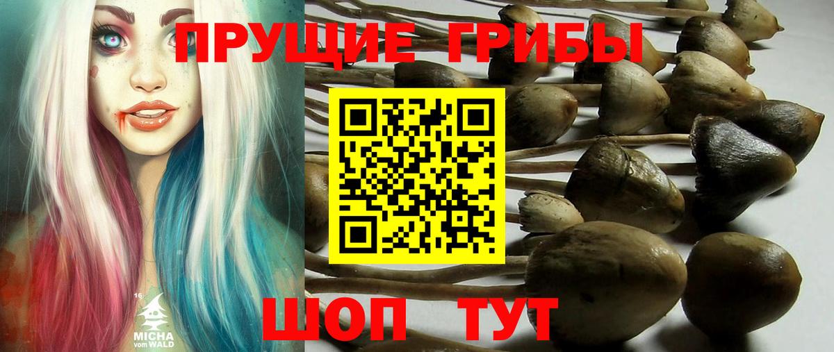 Гурьевск  Галлюциногенные грибы MAGIC MUSHROOMS  Галлюциногенные грибы мицелий  Вход с VPN 